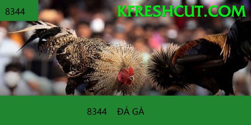 Đá Gà Trực Tiếp - 789BET