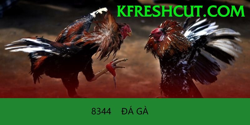Đá Gà Trực Tiếp - Ưu đãi đặc biệt
